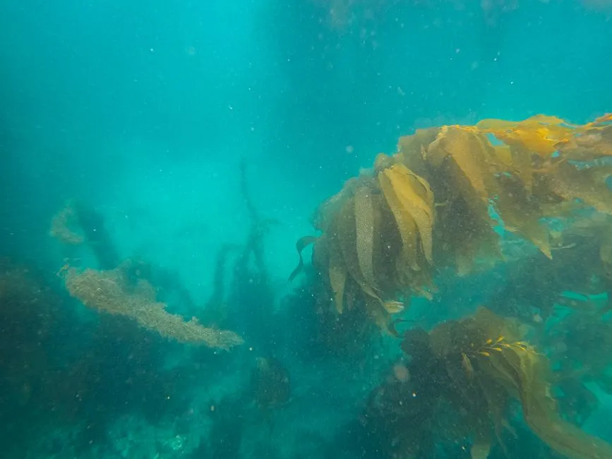 Marine Protected Areas Explained: Rules, Uses, Goals